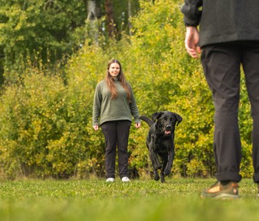 Budföring med en labrador