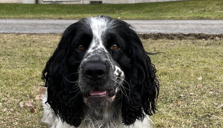 Hector engelsk springer spaniel