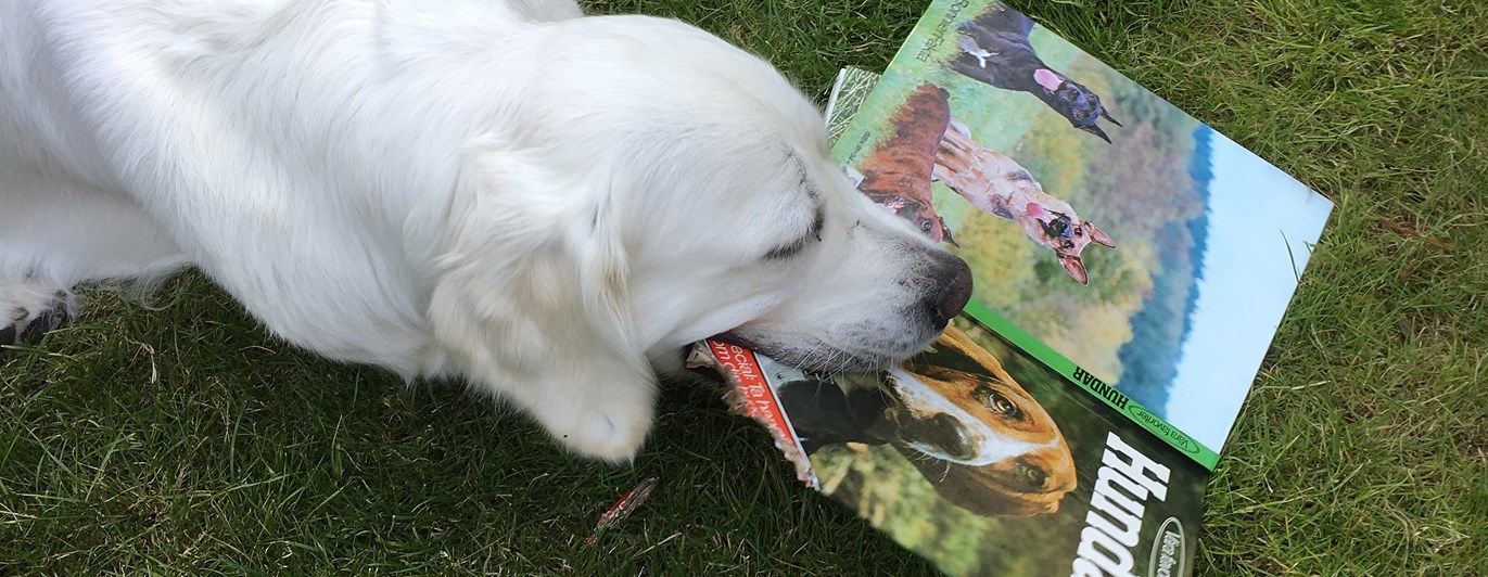 Golden retriever ligger på gräsmatta och tuggar på en stor hundbok.