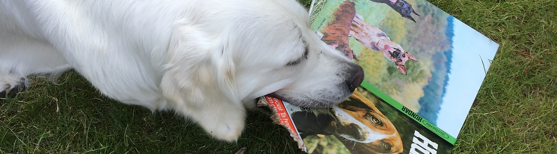 Golden retriever ligger på gräsmatta och tuggar på en stor hundbok.