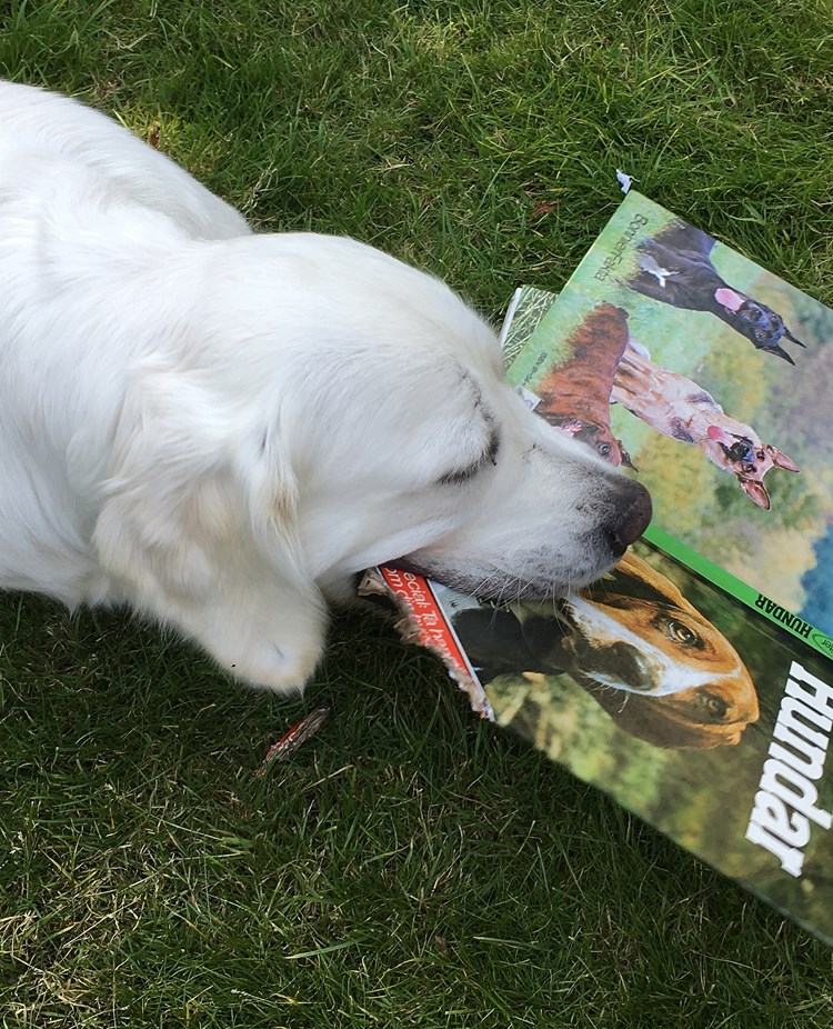 Golden retriever ligger på gräsmatta och tuggar på en stor hundbok.