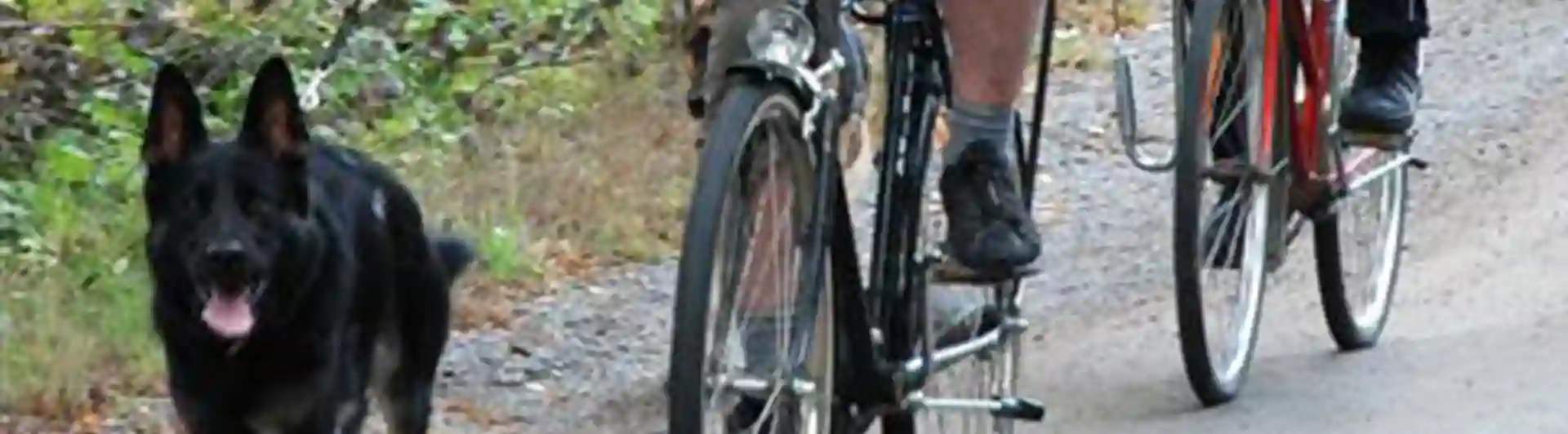 Schäfer springer bredvid cykel IAD (UHP)
