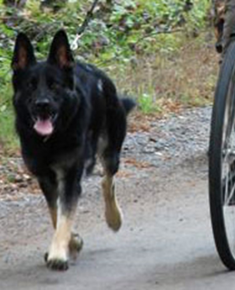 Schäfer springer bredvid cykel IAD (UHP)