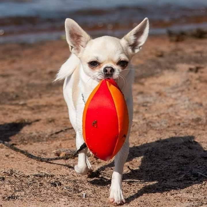 Ljus chihuahua med en punkterad röd-orange boll i munnen
