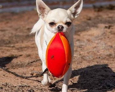 Ljus chihuahua med en punkterad röd-orange boll i munnen