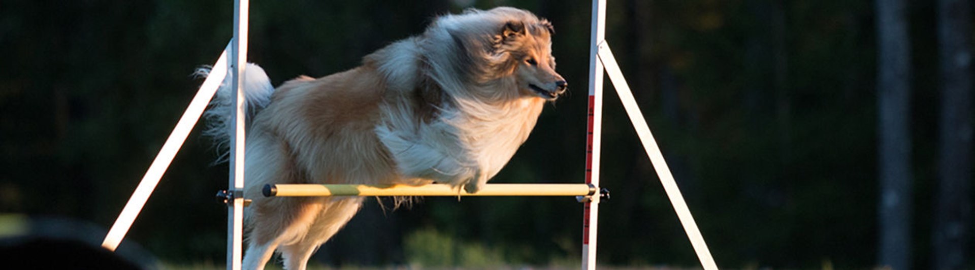Colliehund hoppar över ett hinder