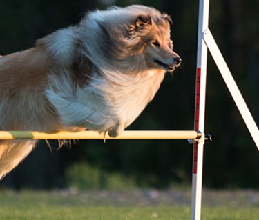 Colliehund hoppar över ett hinder