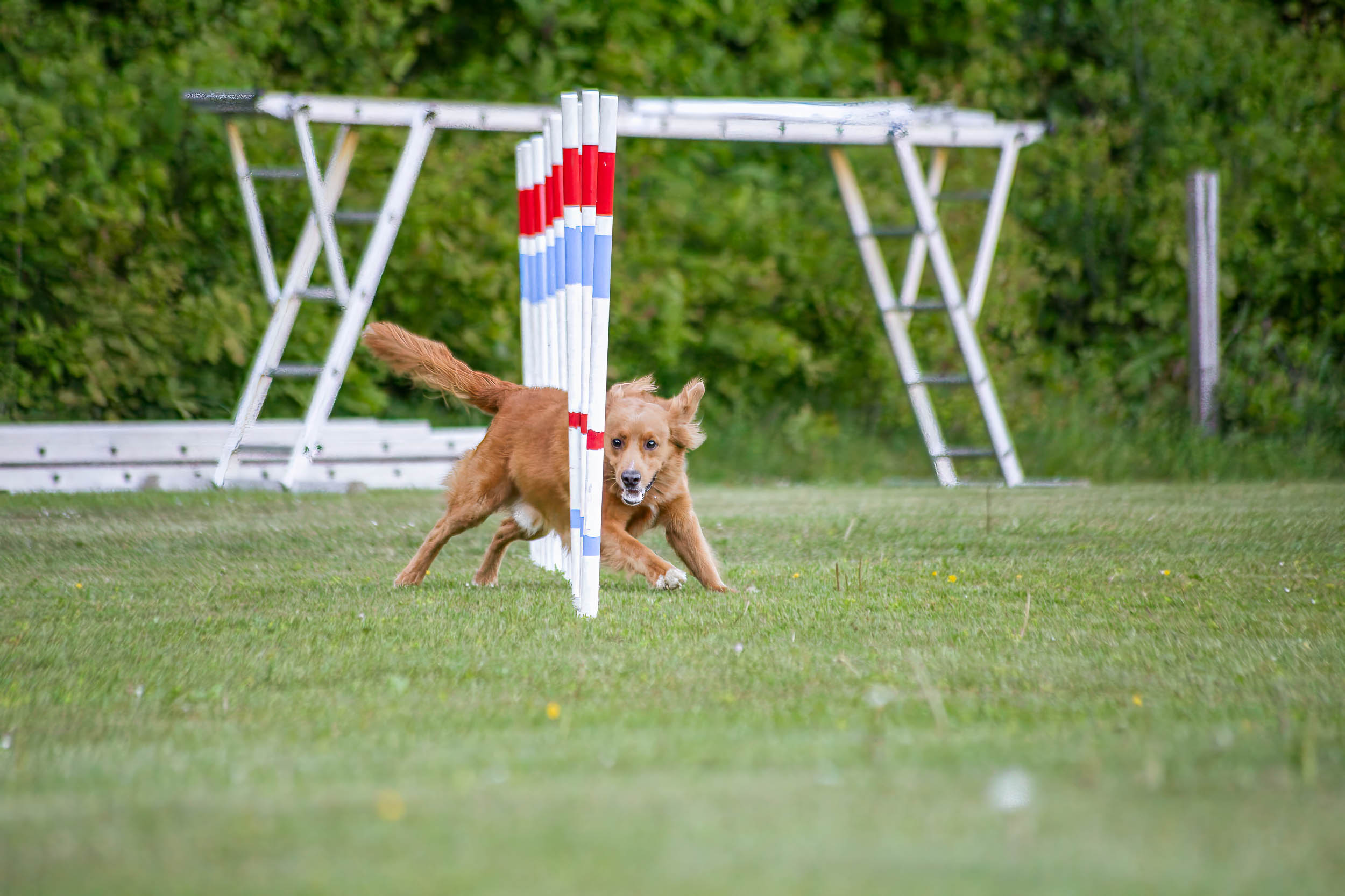 Hud springer slalom i agility