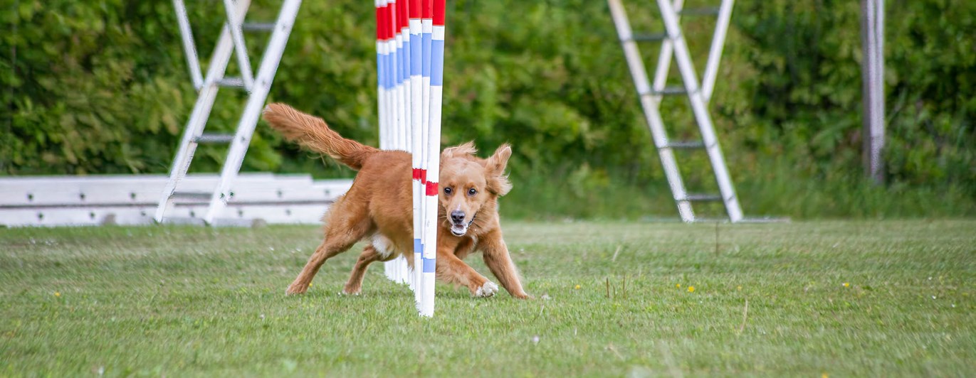 Hud springer slalom i agility