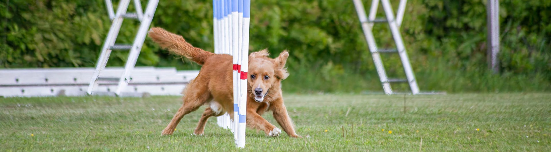 Hud springer slalom i agility