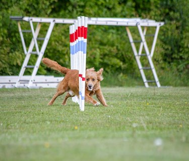 Hud springer slalom i agility