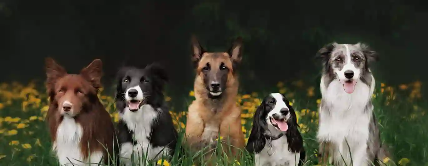 Fem hundar som sitter på en äng med blommor