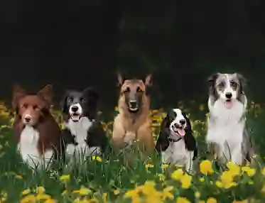 Fem hundar som sitter på en äng med blommor