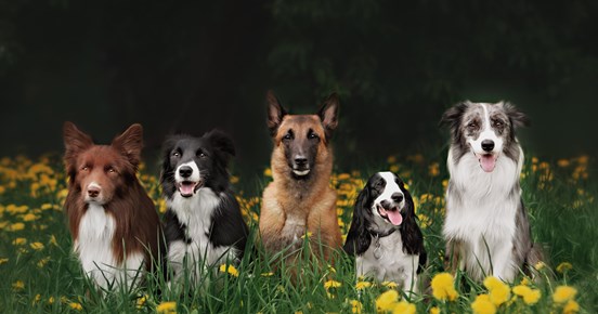 Fem hundar som sitter på en äng med blommor