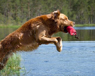 En golden retriever med en apport i munnen hoppar från land i vatten