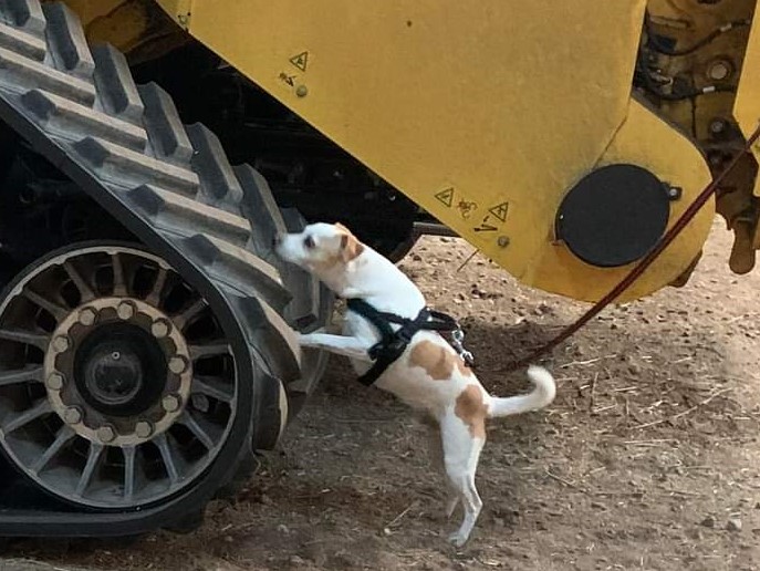 Hund i fordonssök Nosework