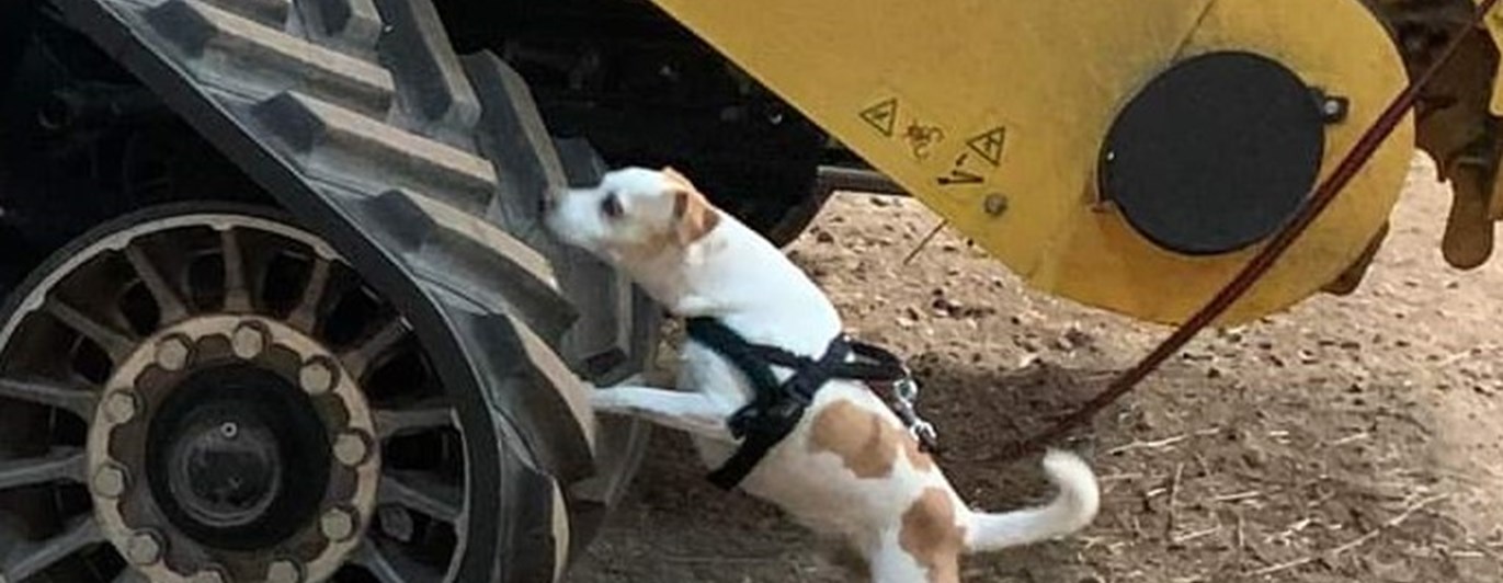 Hund i fordonssök Nosework