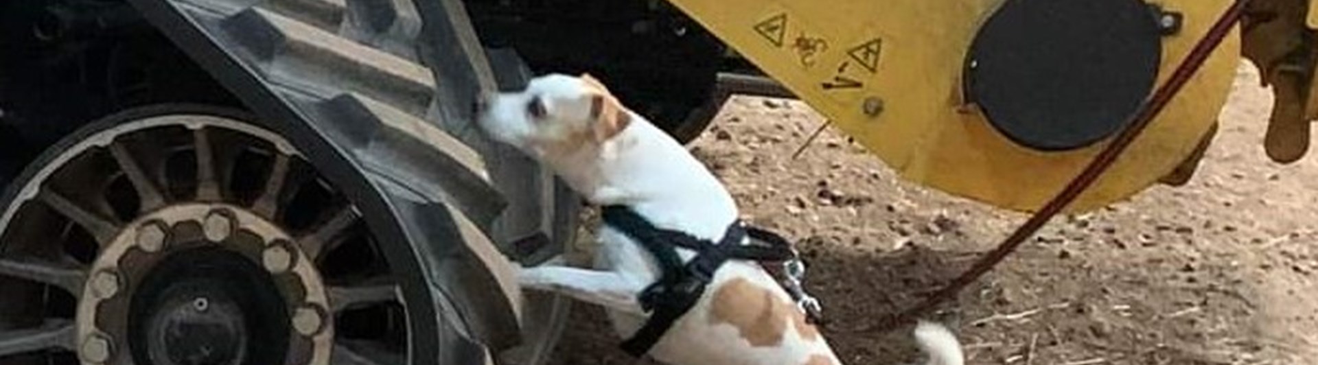 Hund i fordonssök Nosework