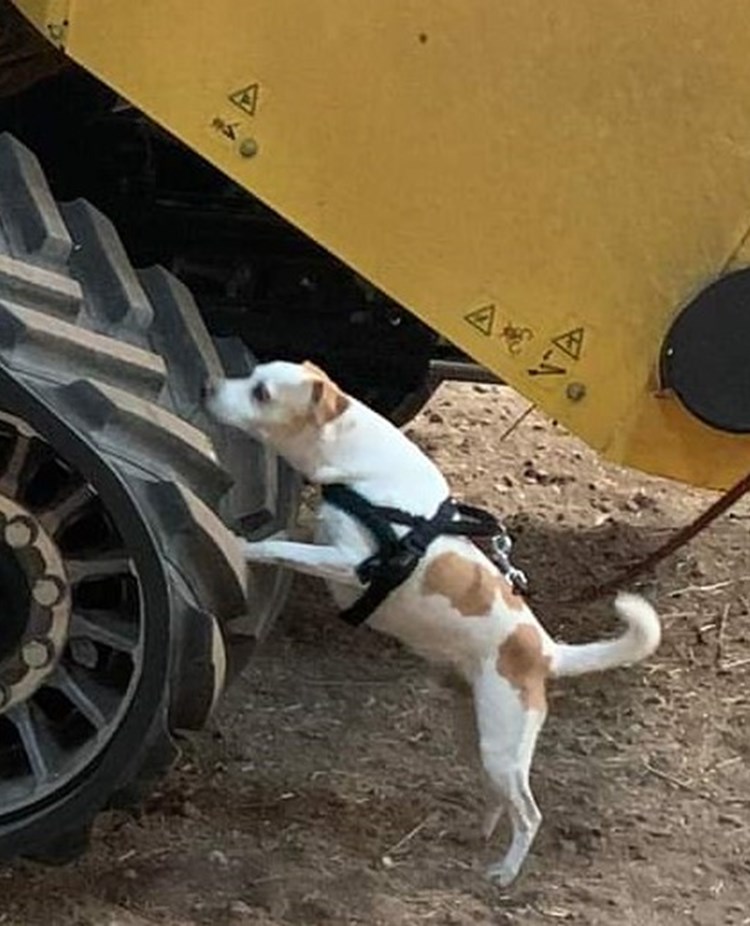 Hund i fordonssök Nosework