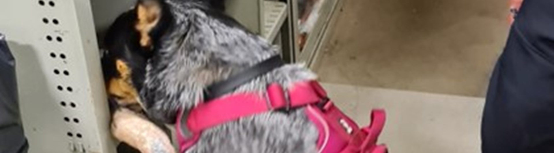 Hund letar Röd kong - Specialsök