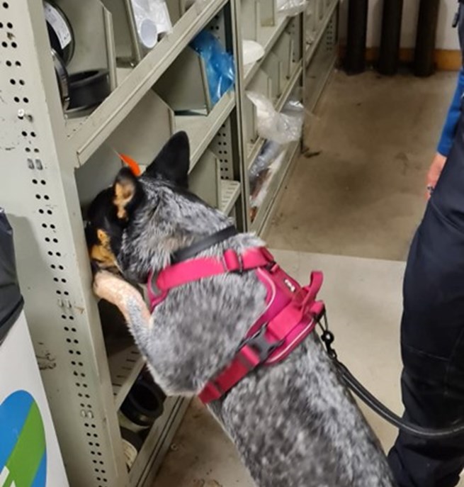 Hund letar Röd kong - Specialsök