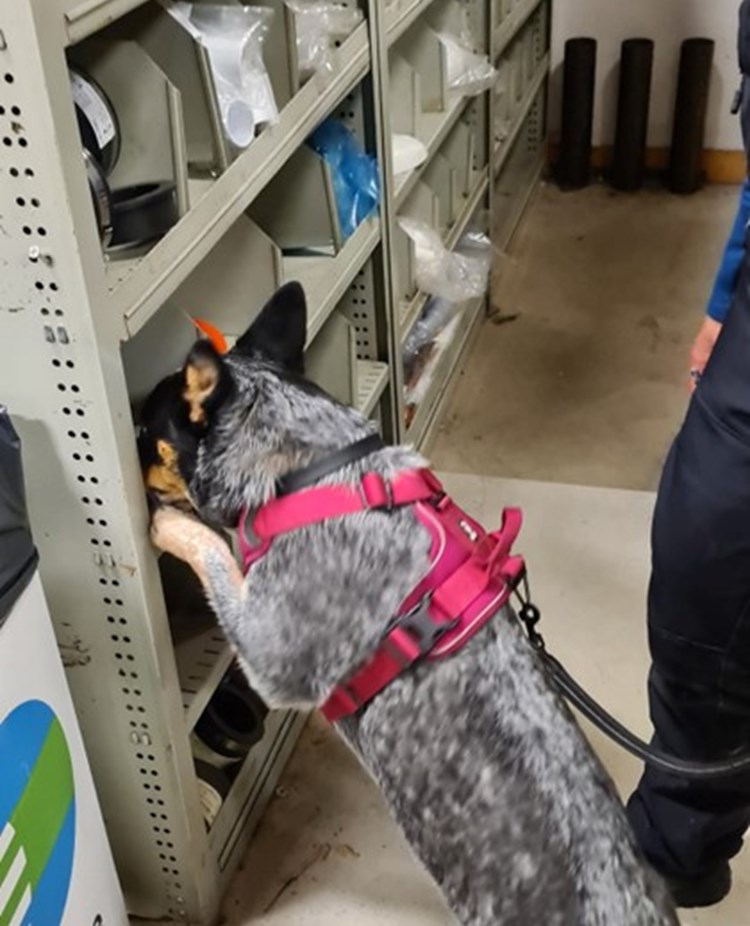 Hund letar Röd kong - Specialsök