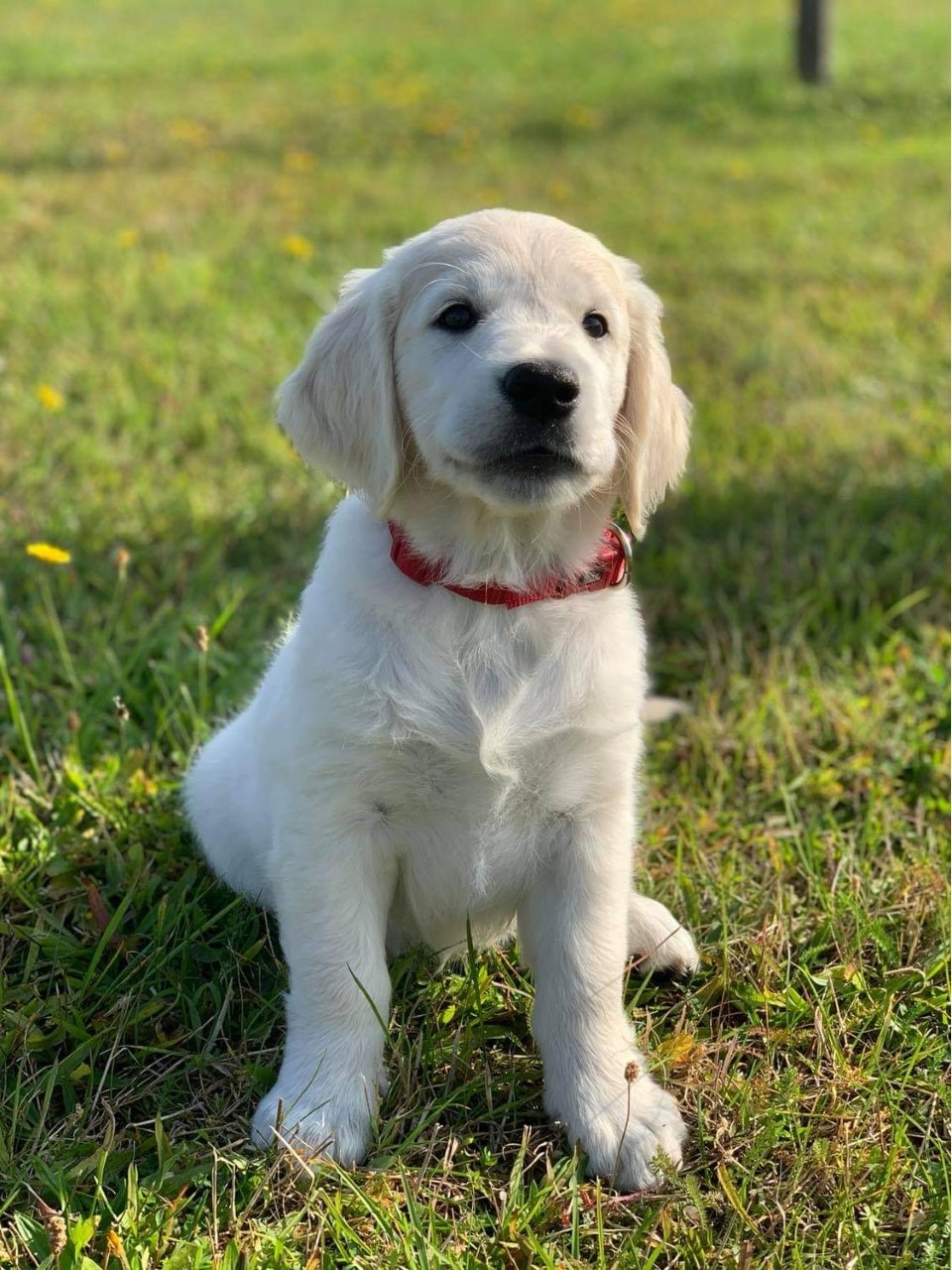 Porträttbild av Goldenretrivervalp på en gräsmatta.