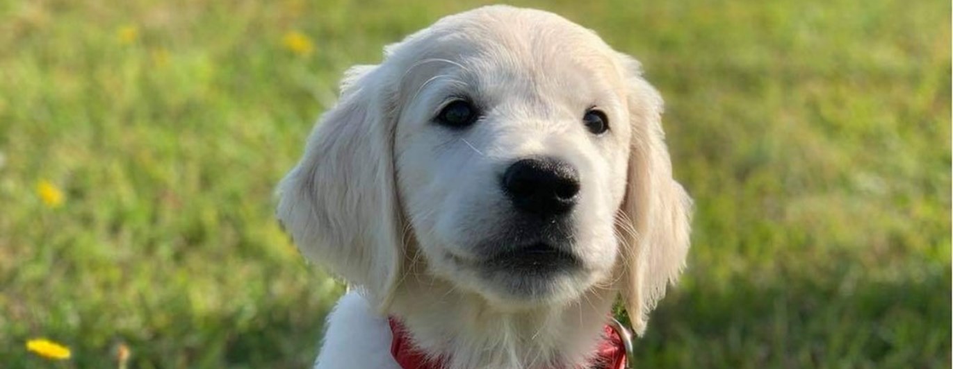 Porträttbild av Goldenretrivervalp på en gräsmatta.