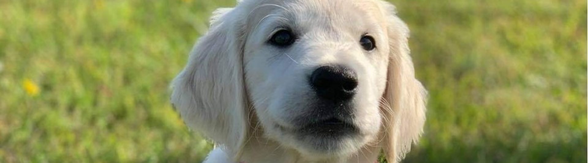 Porträttbild av Goldenretrivervalp på en gräsmatta.