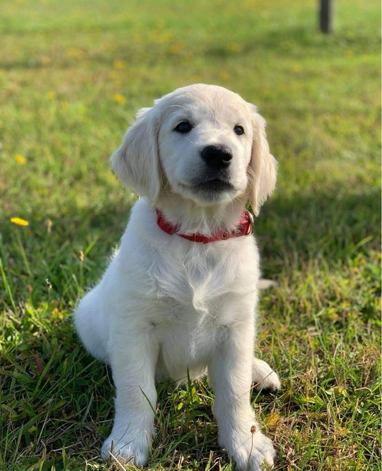 Porträttbild av Goldenretrivervalp på en gräsmatta.
