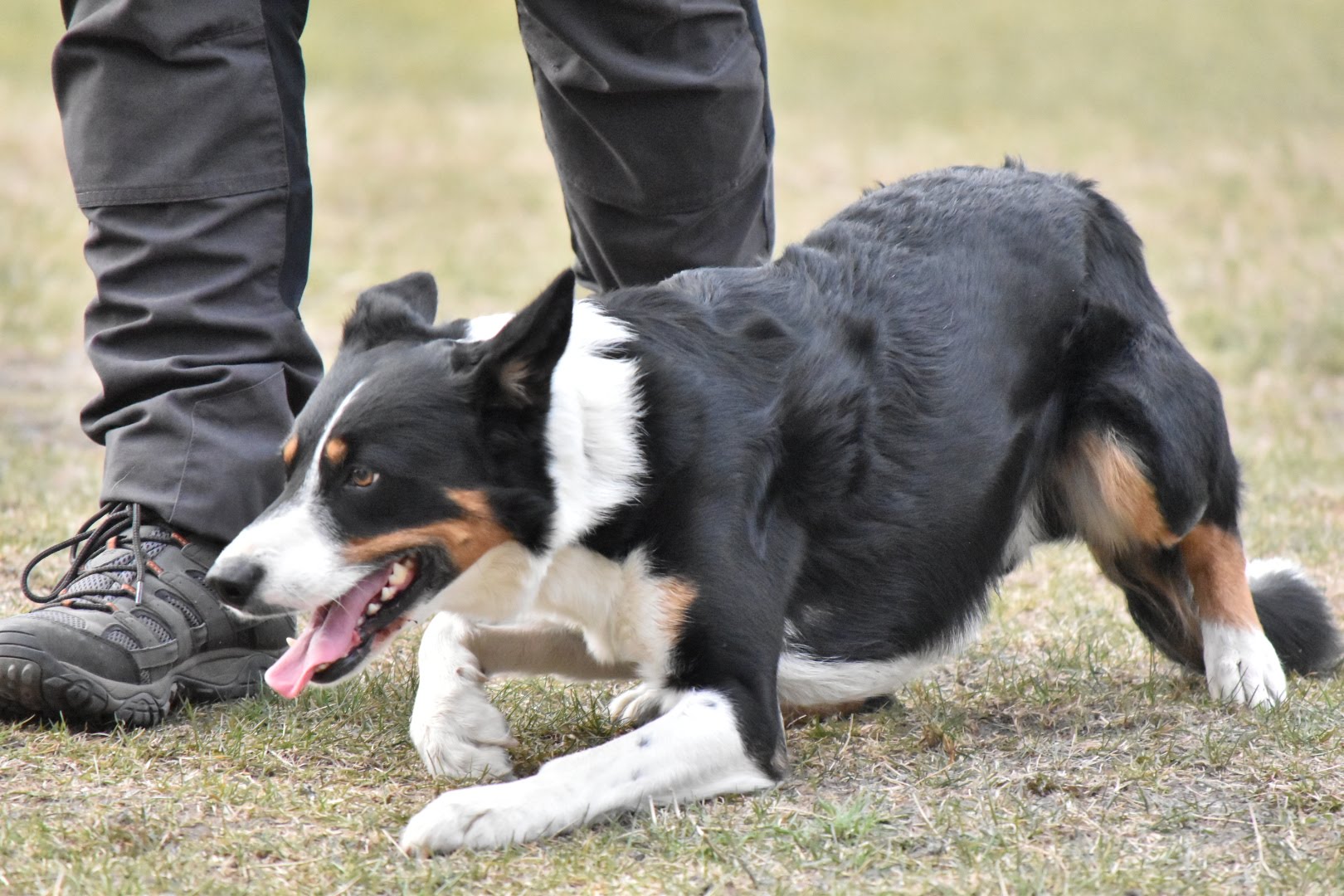 En Bordecollie som kryper