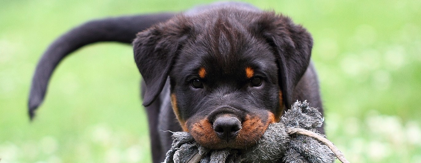 Rottweilervalp med leksak