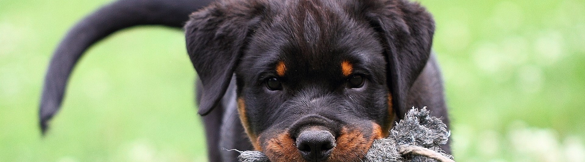 Rottweilervalp med leksak