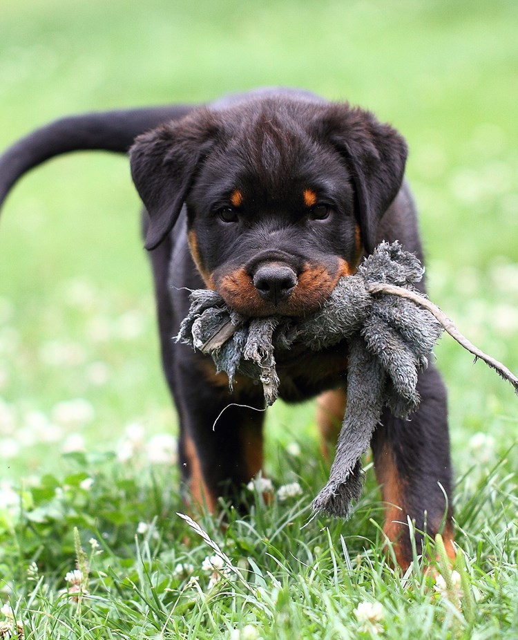 Rottweilervalp med leksak