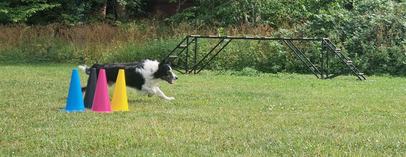 Svartvit hund rundar färgglada koner.