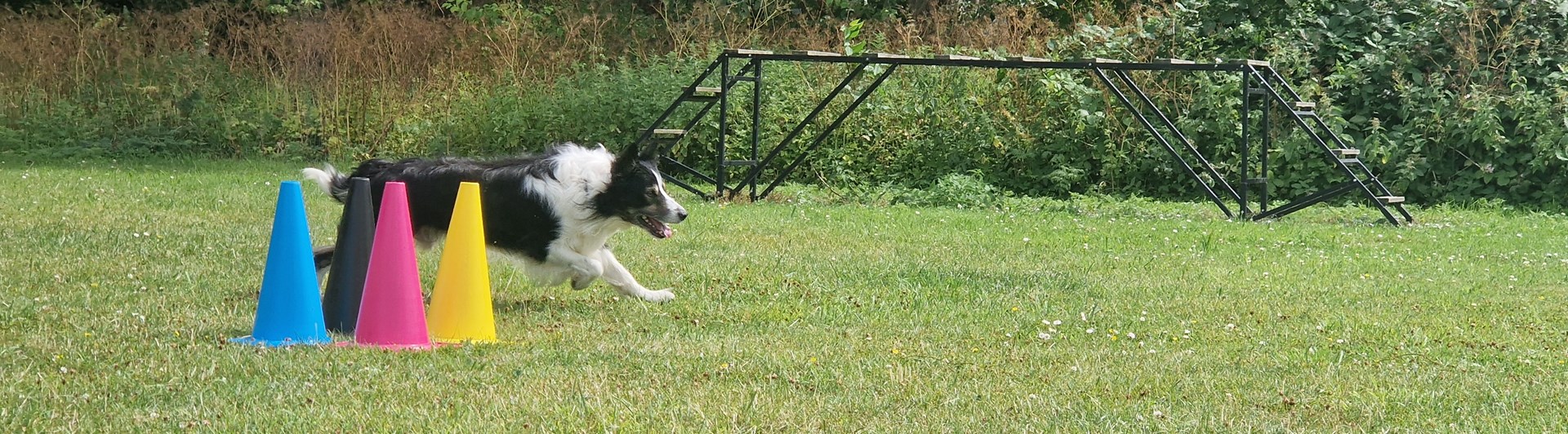 Svartvit hund rundar färgglada koner.