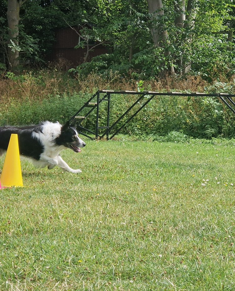Svartvit hund rundar färgglada koner.