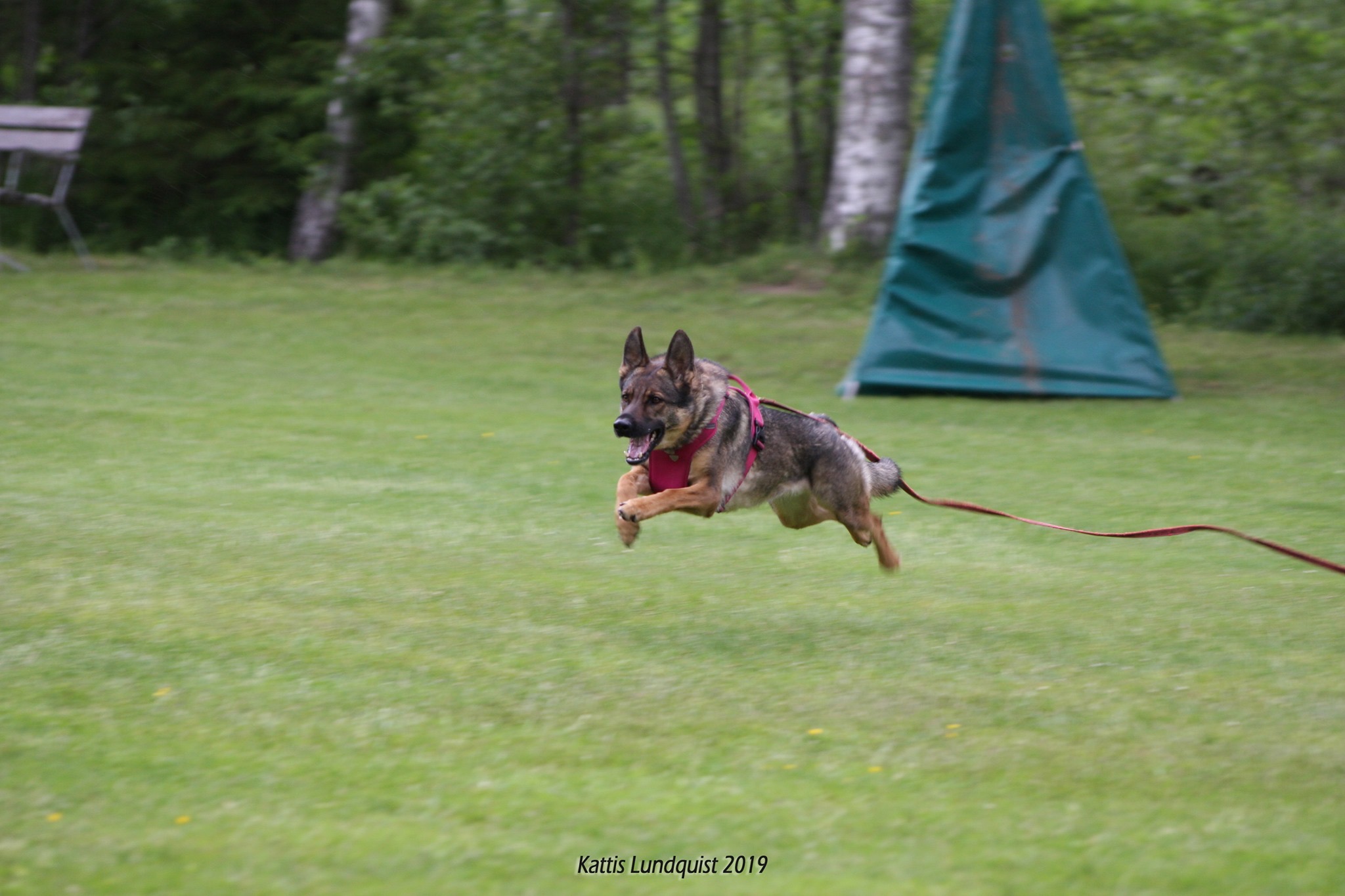 Schäfer i sele och lina springer med full fart, skyddsträning.