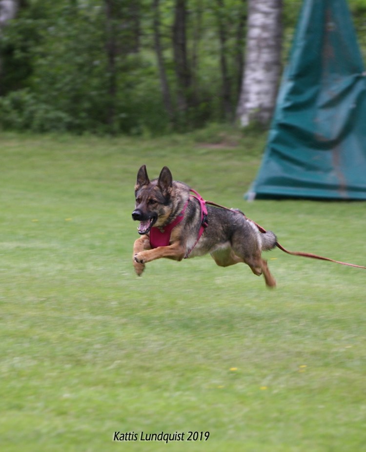 Schäfer i sele och lina springer med full fart, skyddsträning.