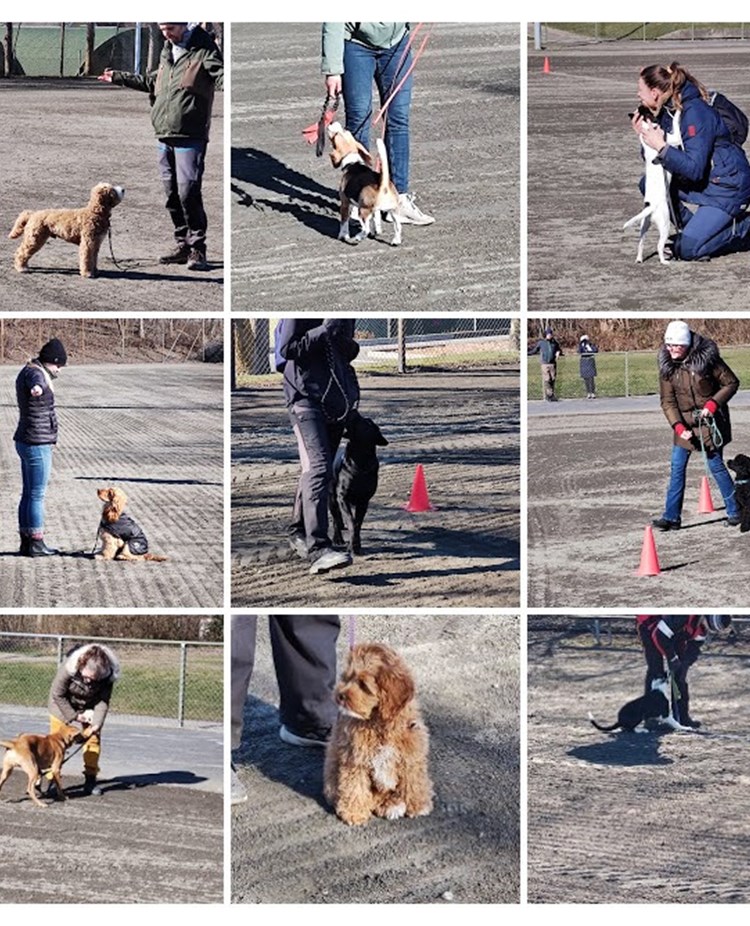 Bilder på flera som tränar