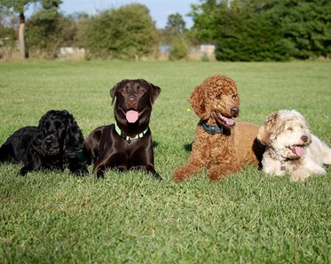 Hundar som ligger i grupp