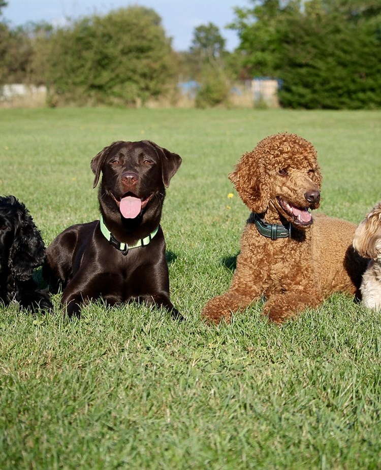 Hundar som ligger i grupp