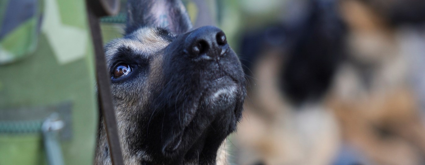 Fotograf: Elisabeth Gustavsson