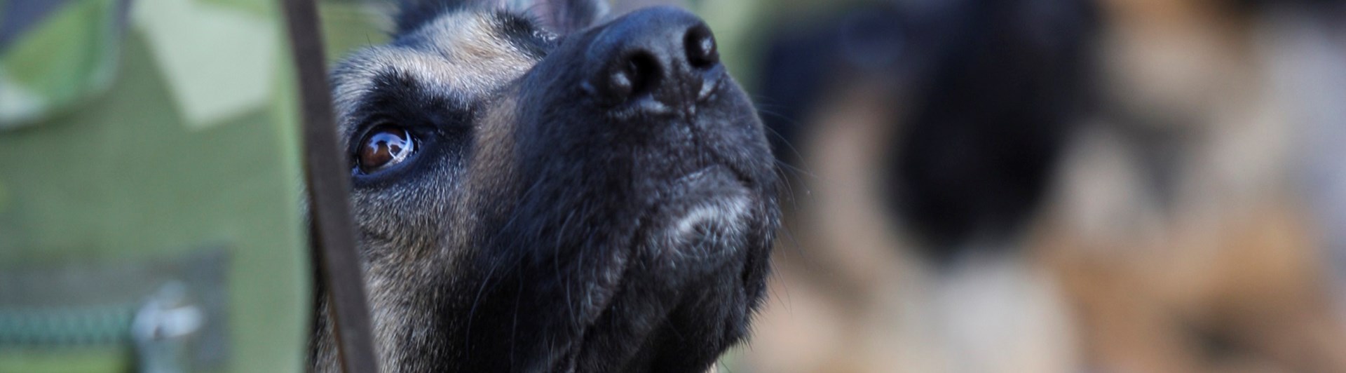 Fotograf: Elisabeth Gustavsson