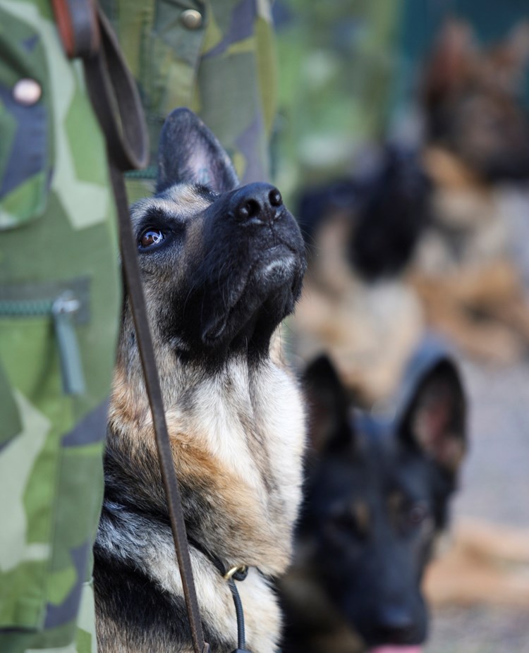 Fotograf: Elisabeth Gustavsson