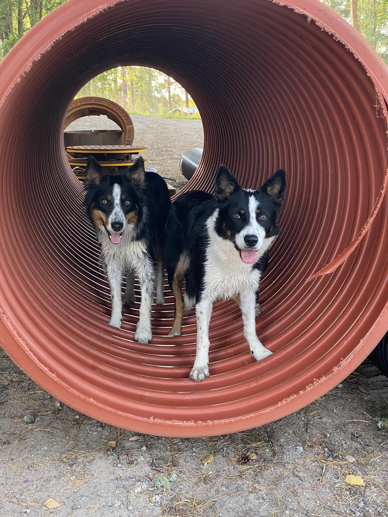 2 st Bordercollie i en tunnel