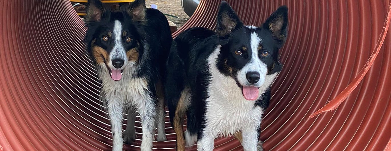 2 st Bordercollie i en tunnel
