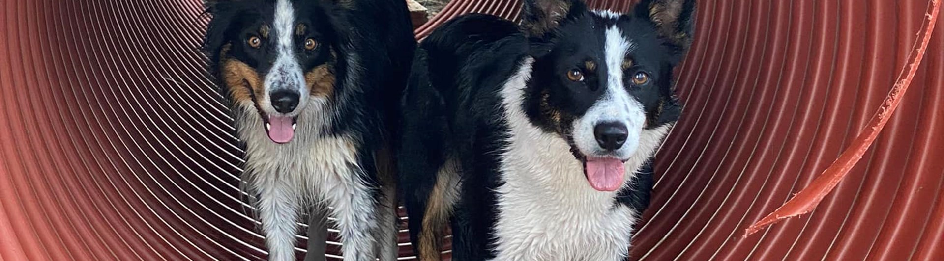 2 st Bordercollie i en tunnel