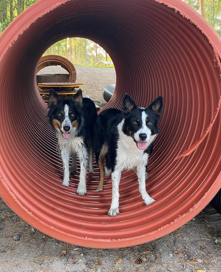 2 st Bordercollie i en tunnel