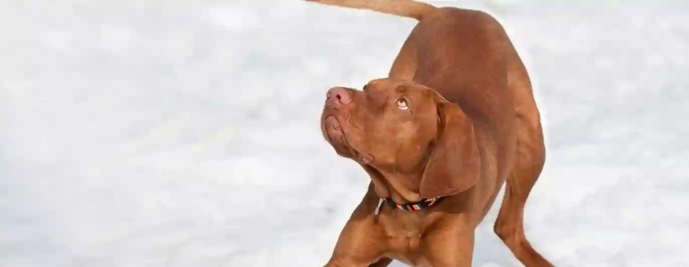 Röd hund ungersk viszla som bugar i lekställning i snön